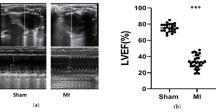 Ultrasound echocardiogram and LVEF bar graph for cardiac function analysis, Sham vs. MI comparison.