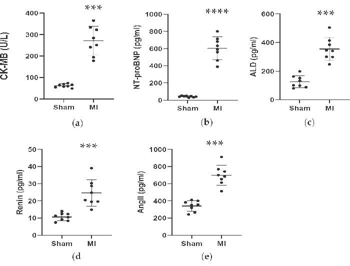 Cardiac biomarker analysis graphs; CK-MB, NT-proBNP, ALD, Renin, Ang II post-MI versus sham.