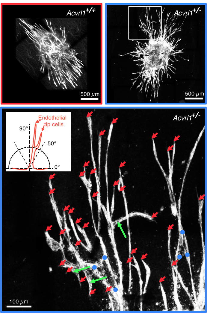 In Vitro Three-Dimensional Sprouting Assay of Angiogenesis Using Mouse ...