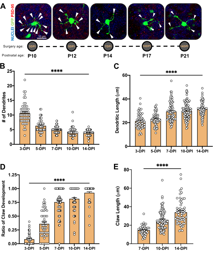 Neuronal development diagram; dendrite, claw growth data charts; microscopy analysis results.