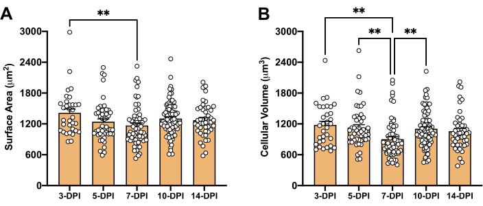 figure-results-2 Bar graph comparing surface area and cellular volume across days post-infection (DPI), statistical analysis.