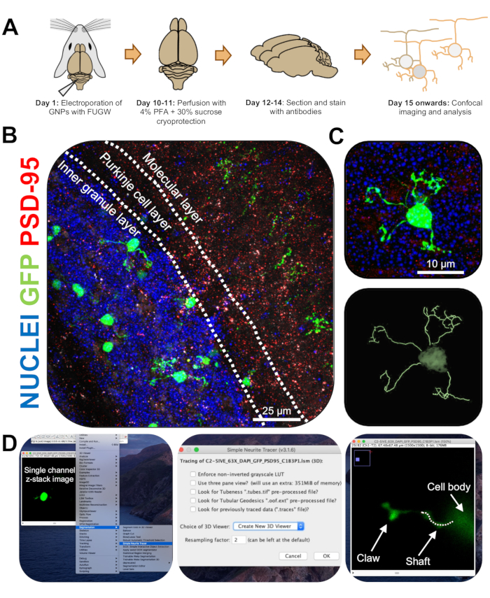 Electroporation neuron labeling; confocal imaging; GFP, PSD-95, nuclei labeled; cell layer diagram.