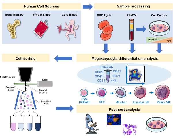 Human cell sources to megakaryocyte sorting, differentiation, analysis diagram; microscopy results.