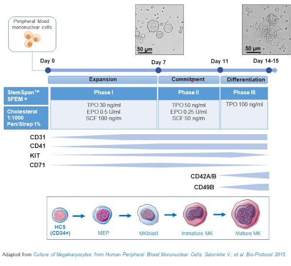 Diagram of megakaryocyte development process, peripheral blood study, stem cell differentiation.