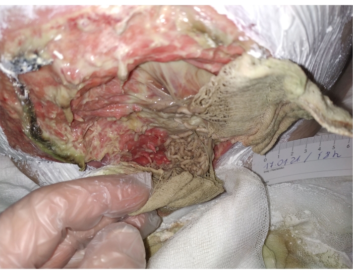 Animal dissection analysis with gloves, revealing internal anatomy for biological research or study.