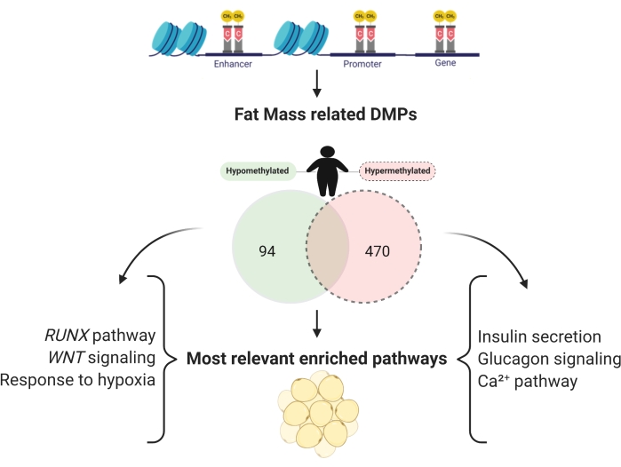 Epigenetics diagram showing fat mass DMPs, Venn analysis, enriched pathways: WNT, insulin signaling.
