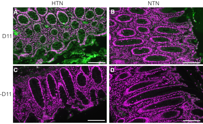 figure-results-2 Intestinal morphology; fluorescence microscopy; HTN and NTN comparison; D11; pink/green staining.