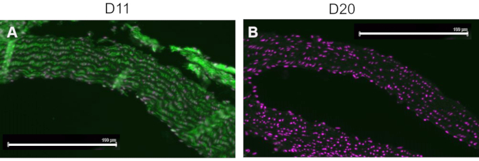 figure-results-5 Fluorescence microscopy; tissue morphology, days 11-20 comparison; cellular structure analysis.