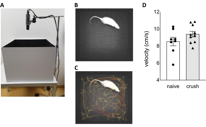 figure-results-1 Mouse behavior tracking setup; includes camera, path diagram, and velocity graph for experiment analysis.