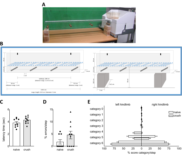 figure-results-4 Motor function assessment setup with beam walk test; includes diagrams, bar charts, and box plots.