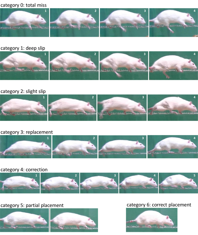 figure-results-5 Rat locomotion analysis; gait categories, behavioral scoring; diagram for motor function study.