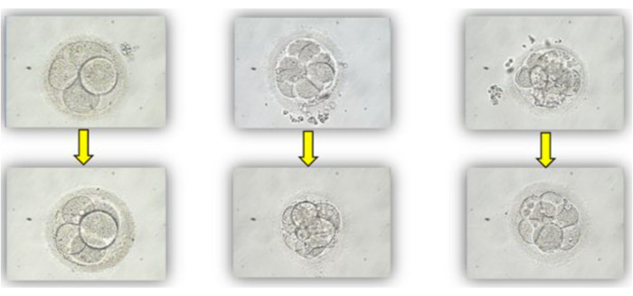 Cell division stages; microscope images; embryo development process; biological study.
