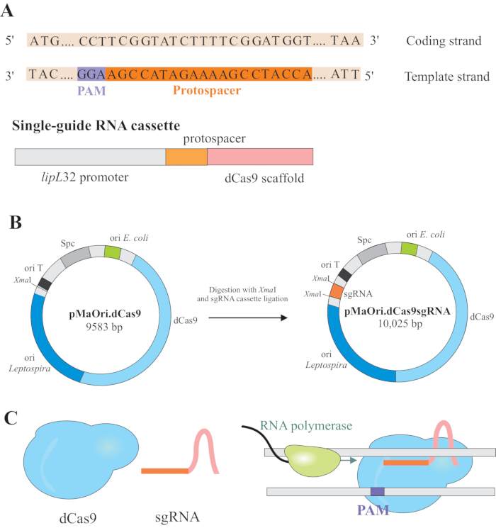 CRISPR gene editing; DNA sequence, plasmid maps, RNA polymerase; sgRNA diagram; genomic research.