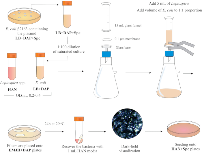Leptospira-E. coli co-culture method diagram, dark-field visualization, molecular biology.