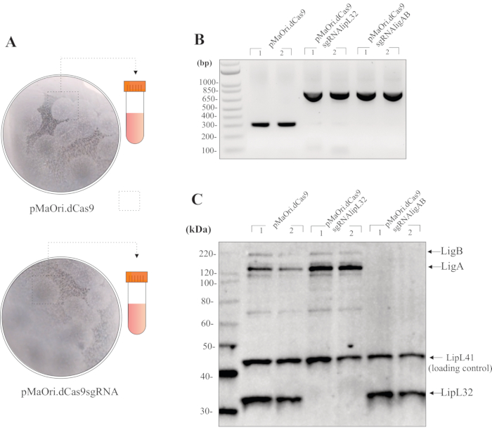 Gene editing experiment showing pMaOri.dCas9; gel electrophoresis results for DNA band analysis.