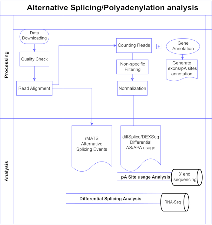 figure-introduction-1 Alternative splicing/polyadenylation diagram, RNA-Seq process, gene annotation, data normalization.