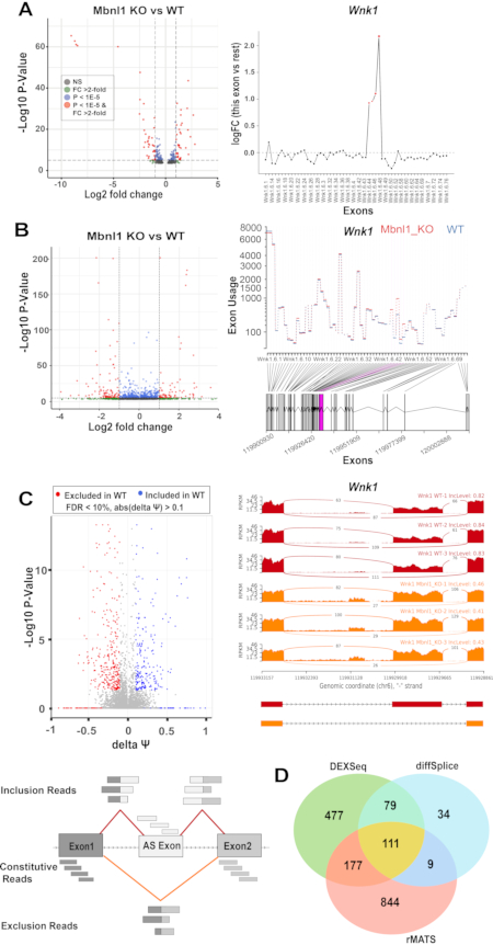 Dexseq Identificação de Splicing Alternativo e Poliadenilação em Dados de RNA-seq