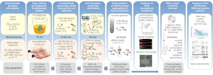 Cell culture to RNA-protein analysis workflow; diagram: fixation, lysis, gradient, western blot.