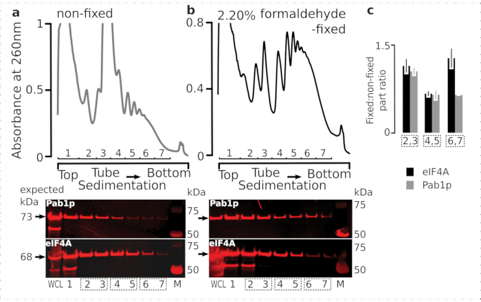 figure-results-5 Sedimentation analysis with absorbance graphs and immunoblot results; protein fixation comparison.