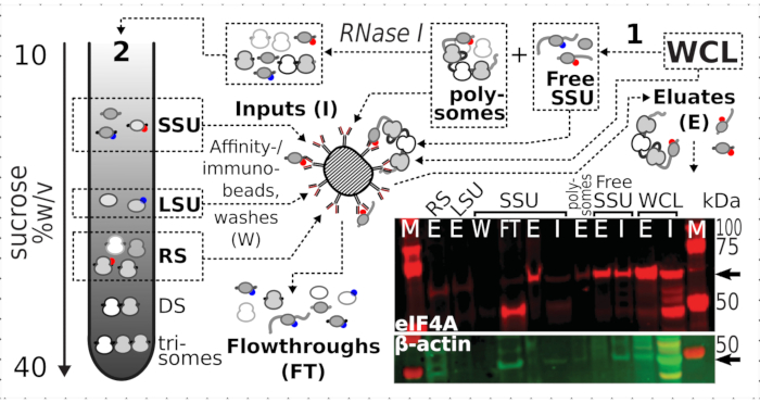 figure-results-6 Sucrose gradient fractions, diagram of polysome profiling; includes immunoblot results for protein analysis.