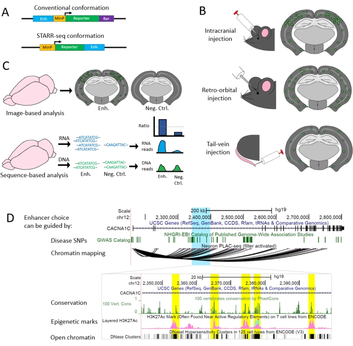 figure-results-2 Gene editing process with STARR-seq; diagram: enhancer analysis, injection methods, genomic mapping.