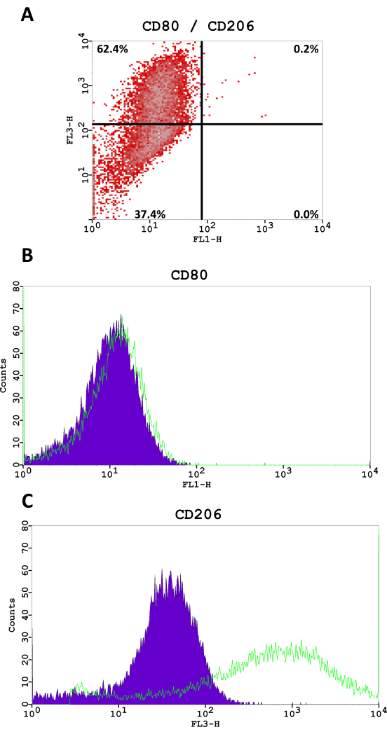 Flow cytometry analysis diagram of CD80/CD206 expression; includes scatter plot and histograms.