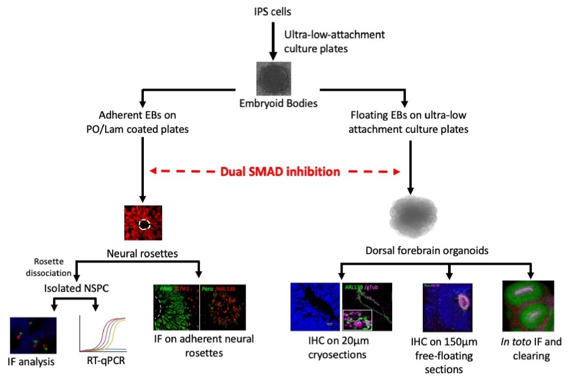 2D and 3D Human Induced Pluripotent Stem Cell-Based Models to