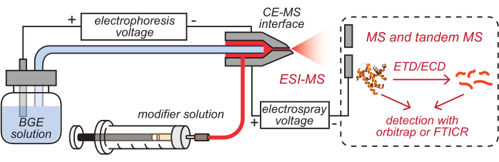 Capillary electrophoresis-mass spectrometry diagram; ESI-MS setup; protein analysis workflow.