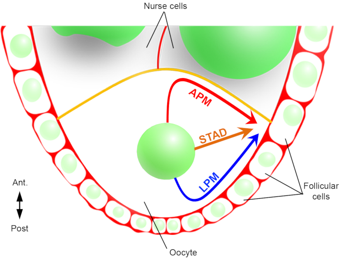 figure-introduction-2 <span>Oogenesis diagram: oocyte, nurse cells, follicular cells; axis direction and cellular differentiation.</span>