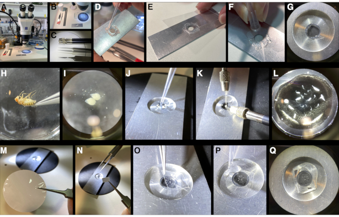 Microinjection technique sequence for Drosophila embryo analysis under a microscope.