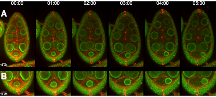 Time-lapse microscopy of cell division; green fluorescence highlights cellular structures.