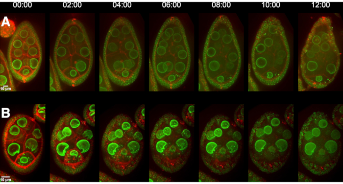 Time-lapse microscope images showing cellular processes in fluorescently labeled organelles.