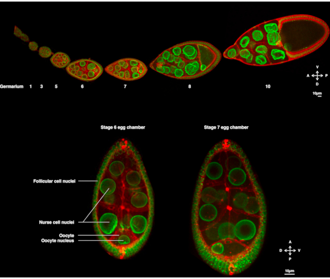figure-introduction-1 Fluorescence microscopy of Drosophila egg chamber, showing oocyte and nurse cell nuclei stages.