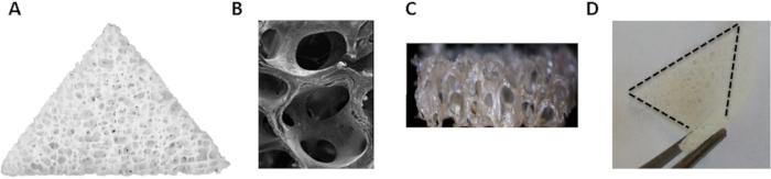 Three-Dimensional Collagen Matrix Scaffold Implantation as a Liver ...