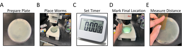 figure-results-1 Petri dish experiment: Prepare plate, place worms, set timer, mark location, measure distance.