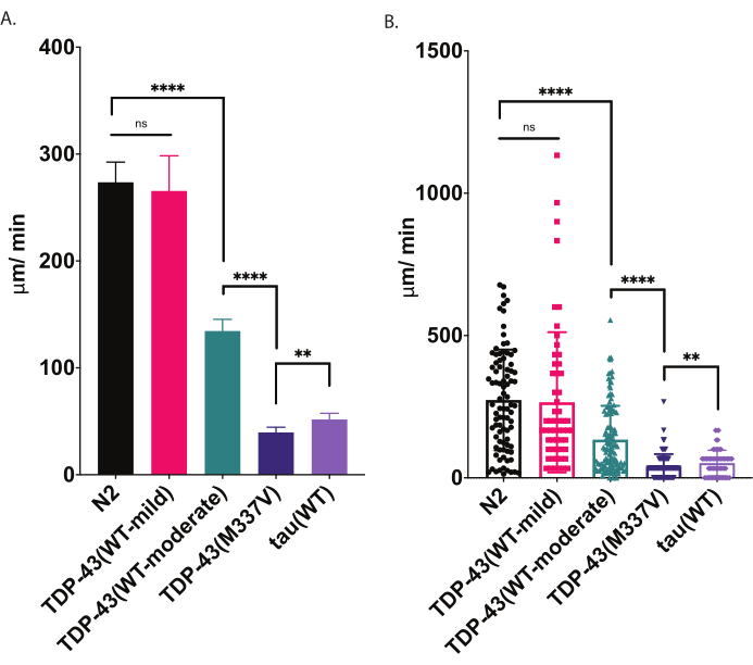 figure-results-4 Bar and scatter plot comparison showing TDP-43, tau, N2 motor protein speed in μm/min.