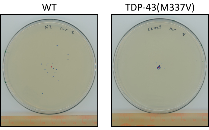figure-results-6 Bacterial growth comparison on agar plates, WT vs. TDP-43(M337V) strain, experimental result.