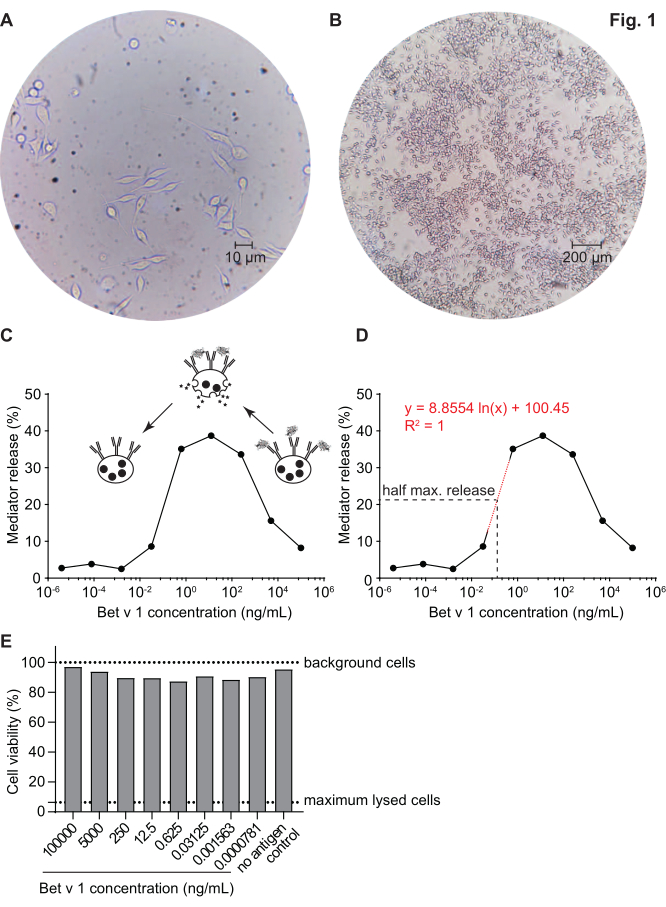 Cell study microscopy and graphs; mediator release vs. Bet v 1 concentration, cell viability chart.