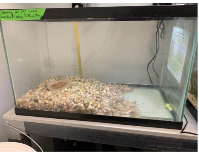 Aquarium setup for aquatic experiments; pebbles, filtration tube visible; water quality study.