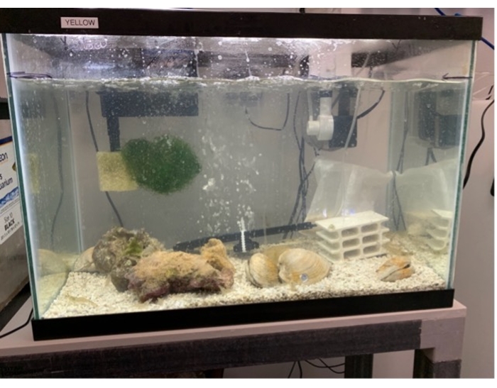 Aquarium setup for marine research; includes clams, rock, water filtration system, and substrate.