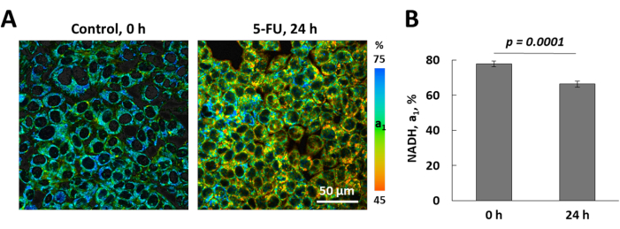 Video: Probing Metabolism and Viscosity of Cancer Cells using ...