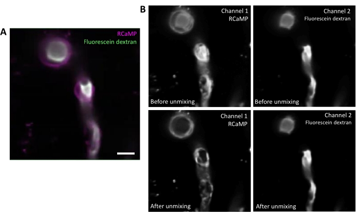 Microscope image; RCaMP, fluorescein dextran channels; fluorescence unmixing; spectral analysis.