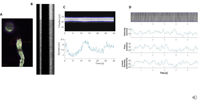 Cell morphology and dynamics; diagrams and graphs in microscopy analysis; velocity, flux, growth data.