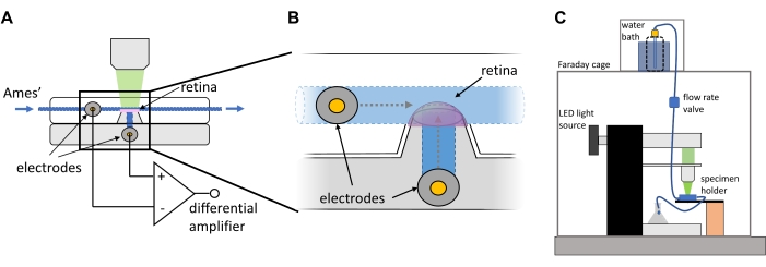 Retinal electrophysiology diagram: electrodes, differential amplifier, LED light source setup.