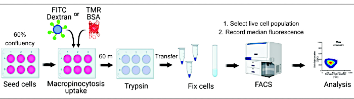 figure-introduction-1 Cell macropinocytosis, FITC, TMR uptake, flow cytometry diagram, FACS analysis, fluorescence measurement