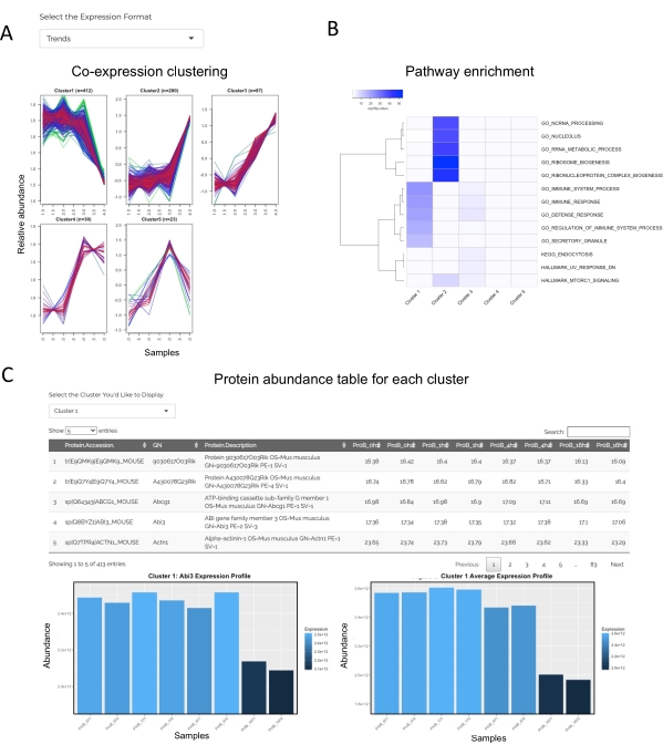 figure-results-5 Co-expression clustering graphs, pathway enrichment heatmap, and protein abundance table analysis.