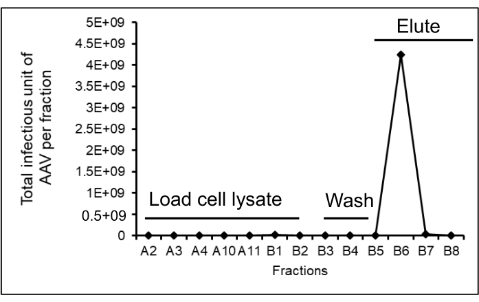 AAV fraction analysis graph; highlighting elution peak at B6; chromatography process results.
