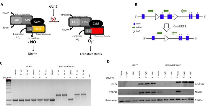 Enzyme function diagram with Gch1, oxidative stress pathway, gene modification, electrophoresis results.