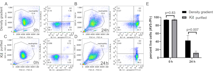 Flow cytometry analysis showing neutrophil viability; density gradient vs. kit, results chart.