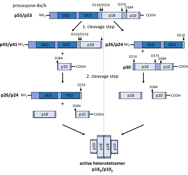 figure-results-2 Procaspase-8 cleavage diagram; p55/p53 to p18/p10 active heterotetramer; protein cleavage steps.